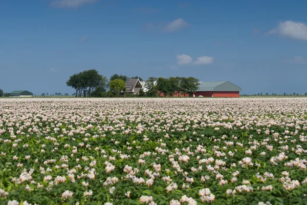 Het land van Ede