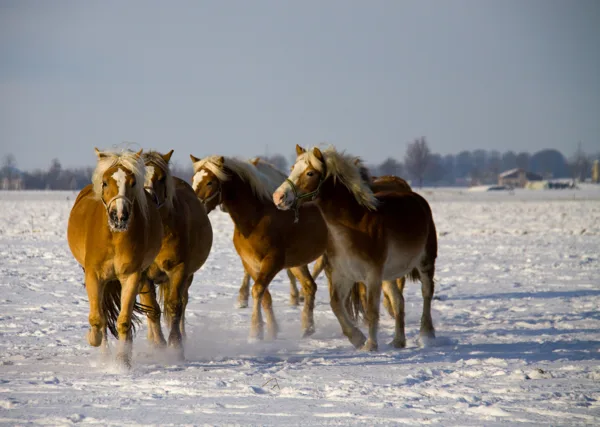 2010 12 03_3721_bewerkt-1