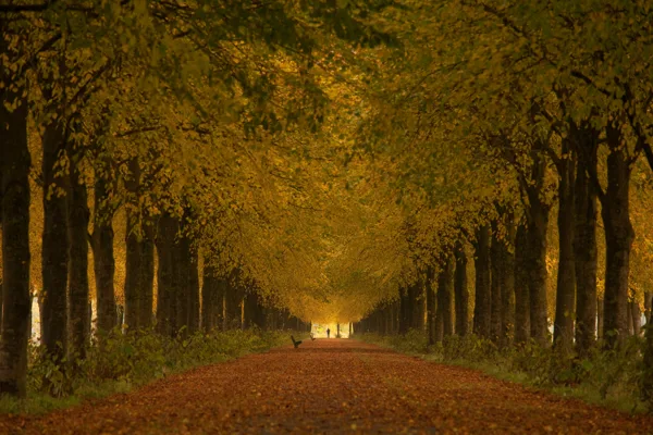 Laan van Nittersum herfst