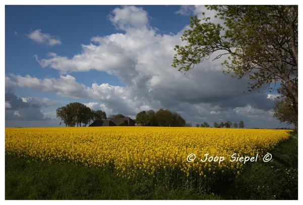 2015 05 17_3272_bewerkt-1kopie
