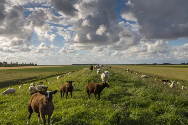 De polder