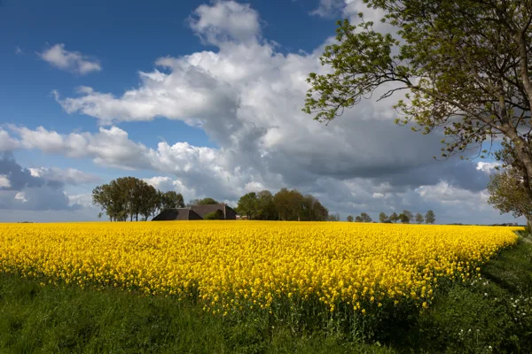 Fields of gold