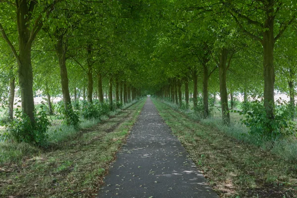 Laan van Nittersum zomer