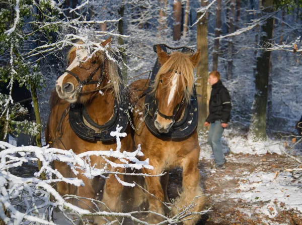 2010 12 18_4361_bewerkt-1