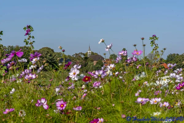 DSC_5505 Akkerrand bij Wirdum Gn.