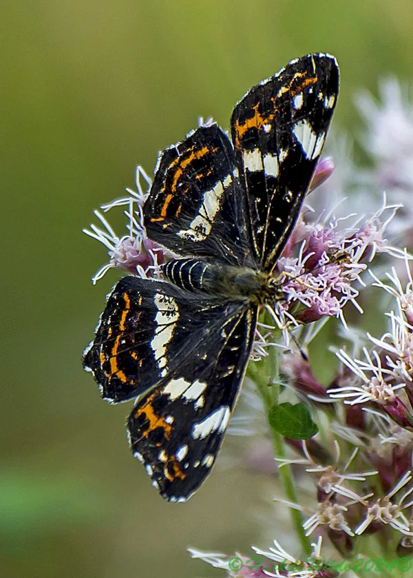 DSC_5375 Landkaartje