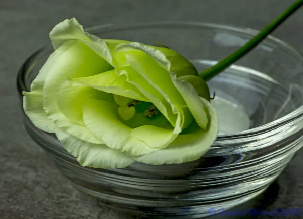 IMG_1779 Macro bloemknop