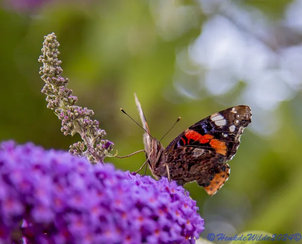 IMG_2022 Atalanta vlinder