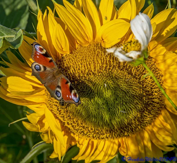 DSC_5474 Dagpauwoog op Zonnebloem