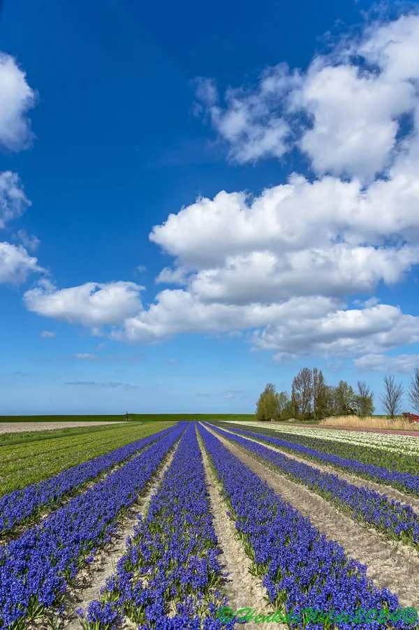 DSC_5112 Hogeland bloemen