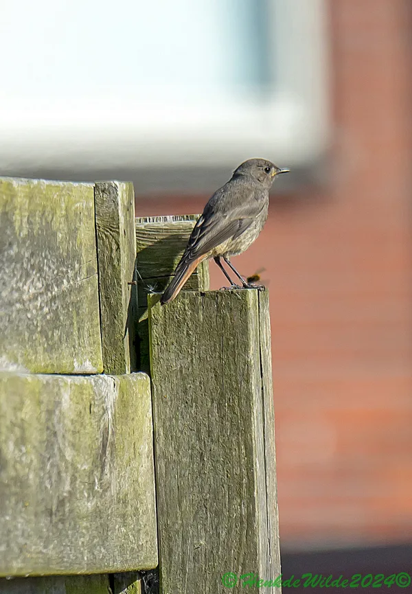 DSC_5347 Zwarte Roodstaart