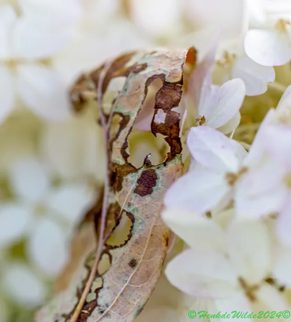 IMG_2118 Macro Bloemscherm