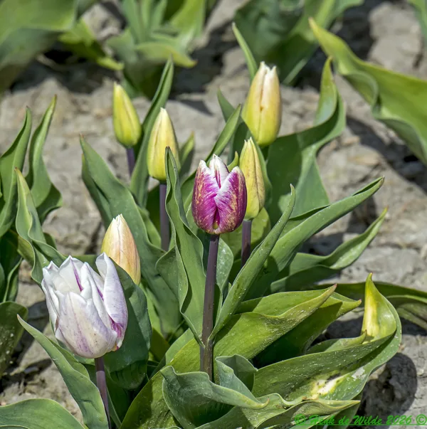 DSC_7590