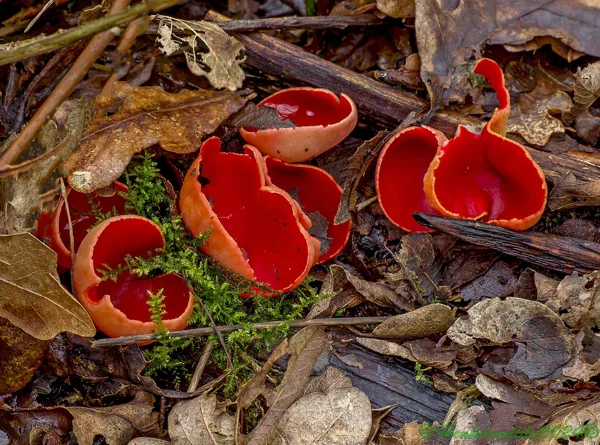 IMG_1729 Rode-kelkzwam