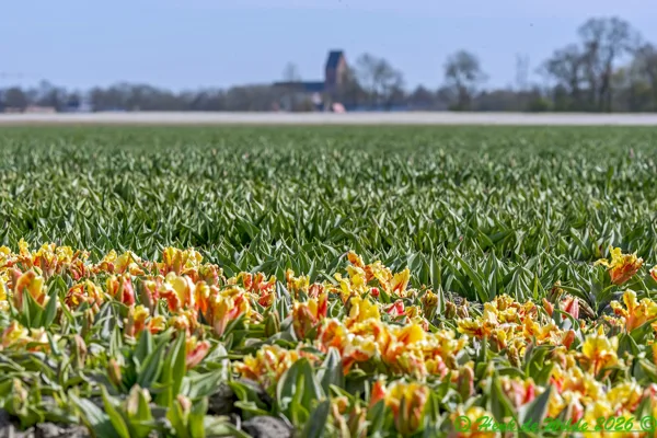 Lopster Klaai Tulpen DSC_7605