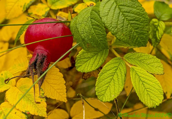 IMG_2531 Macro Natuur