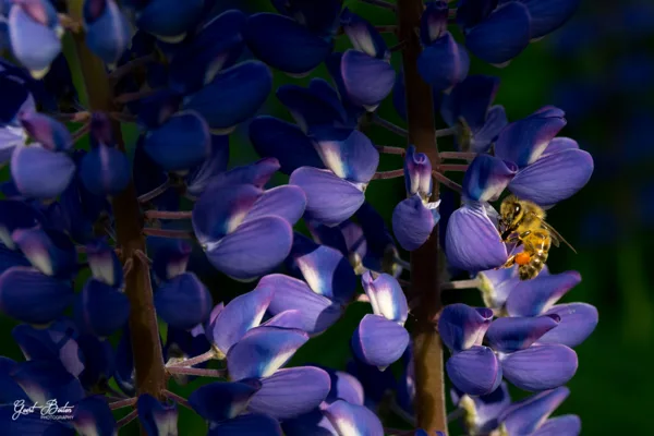 Lupinen