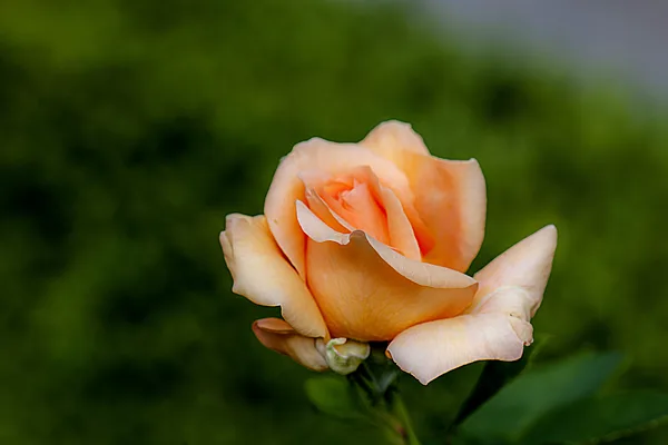 © Terry Benjamins 16 mei 2026-3204