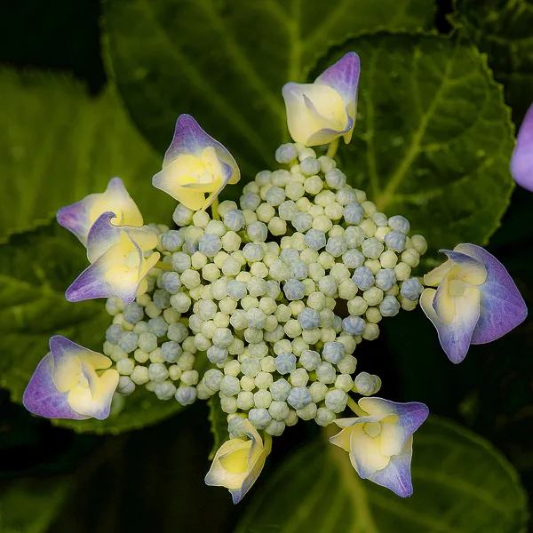 © Terry Benjamins 16 mei 2026-3385
