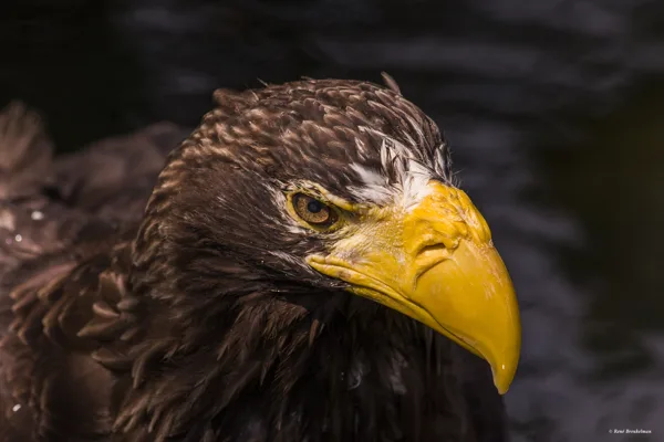 2023_Ueno-Tokyo-Arend