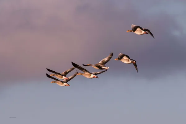 2024_Lauwersmeergebied-vlucht-ganzen