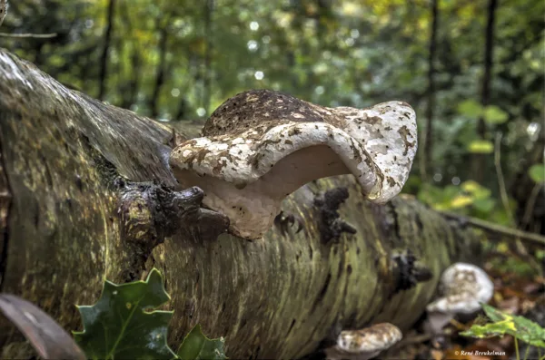 2020_Slochteren-Zwam