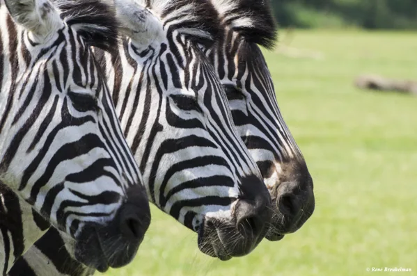 20180529_ZebrasDenemarken