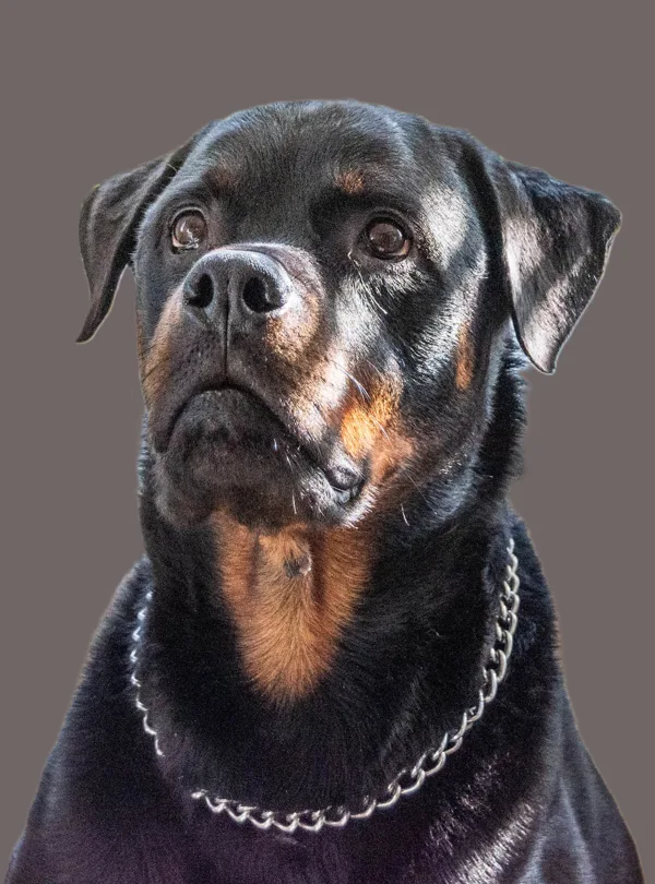 Bowie