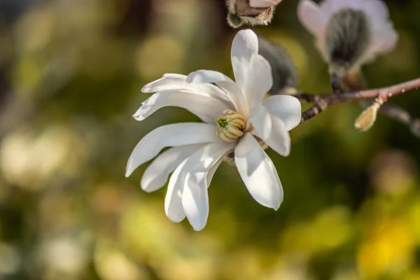 Stermagnolia