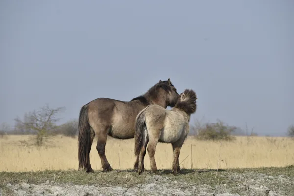 Lauwersmeer koninkspaarden