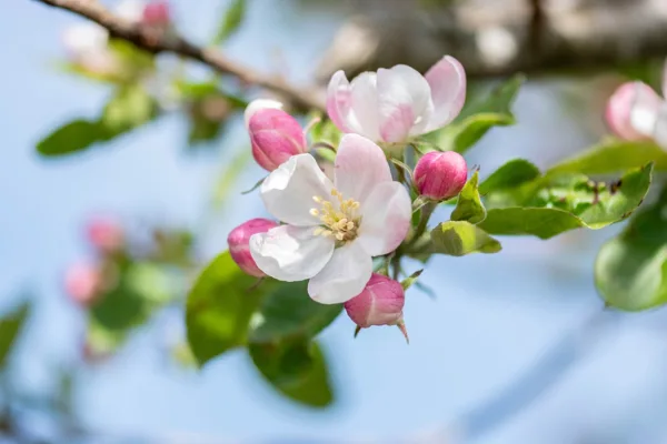 Bloesem appelboom