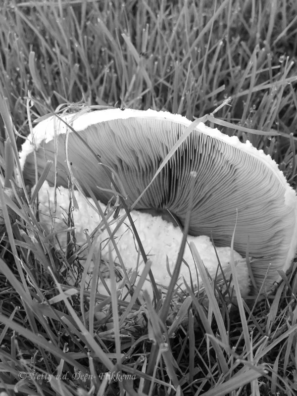 Paddestoel zwart_wit