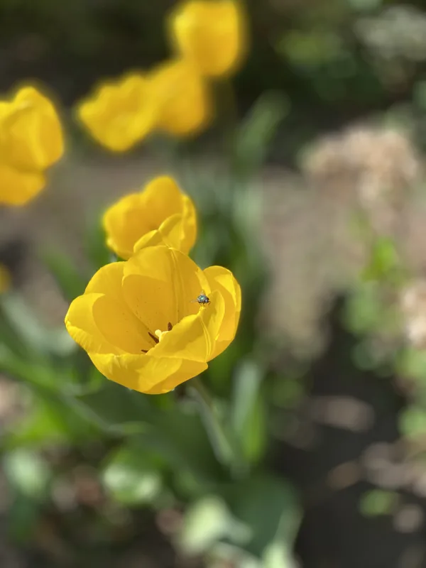 Gele tulpen