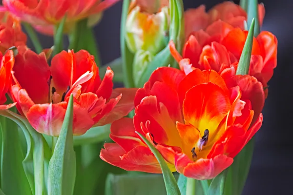 Tulpen