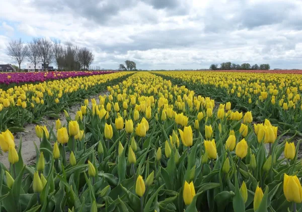 Gele tulpen Loppersum
