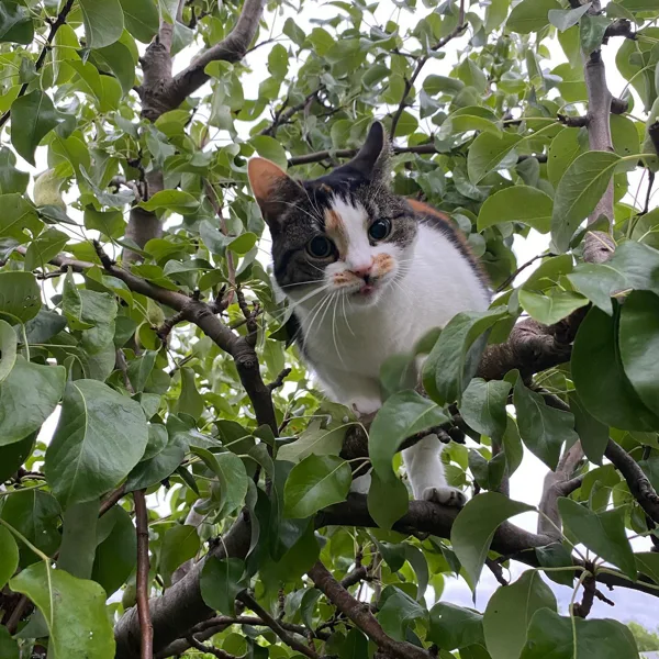 Jacky in de perenboom