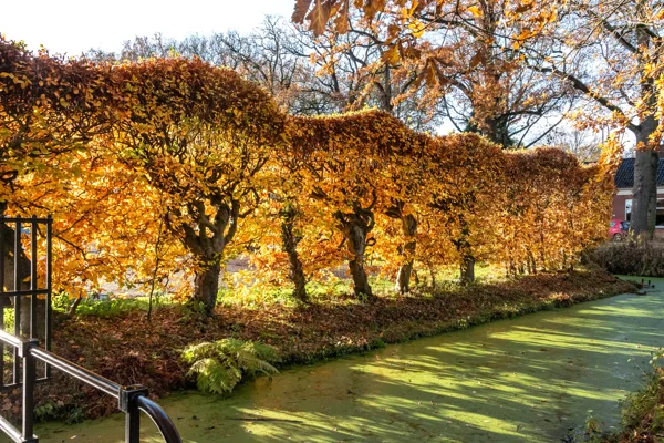 De zon schijnt door de bomen