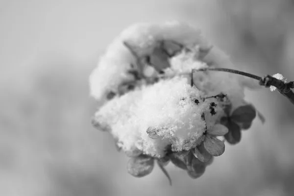 Sneeuw op hortensia