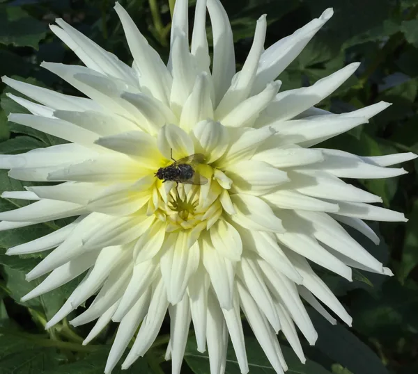 Mug op dahlia, Leermens
