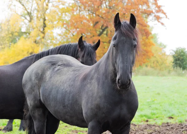 Paard in Opwierde
