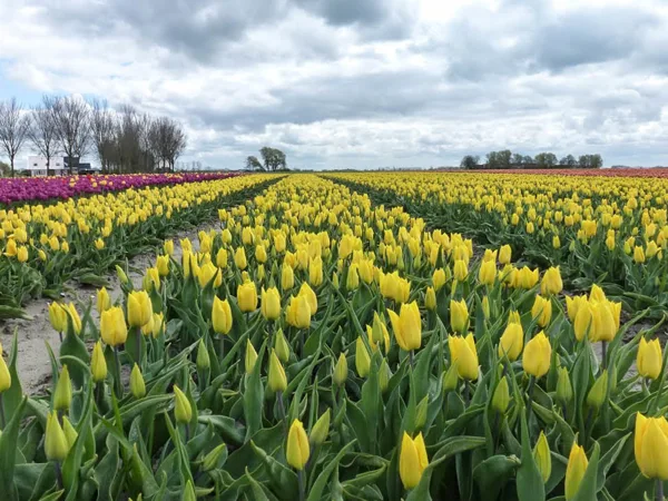 Tulpenveld, Loppersum 4