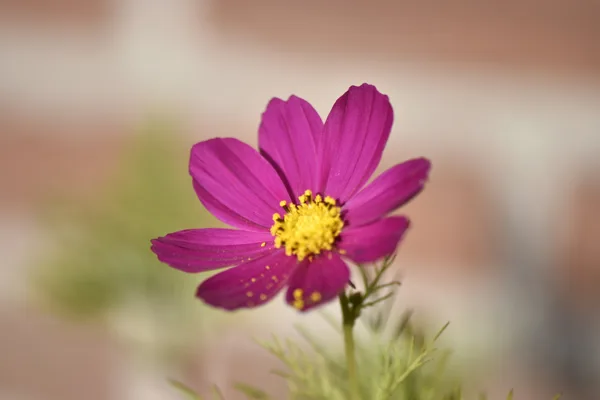 Cosmea