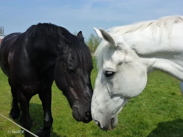 Zwart en wit paard