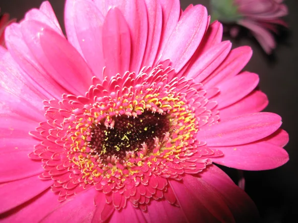 1.Prachtige macro rose bloem