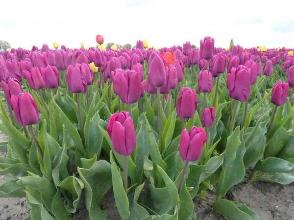 Tulpenveld, Loppersum 5