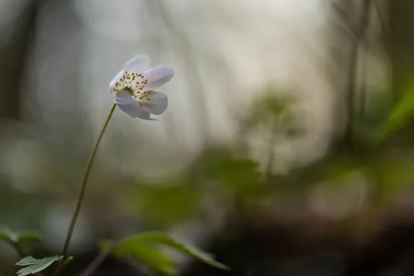 23mrt2026_6121 kopie