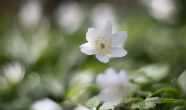 16mrt2026_6003 kopie