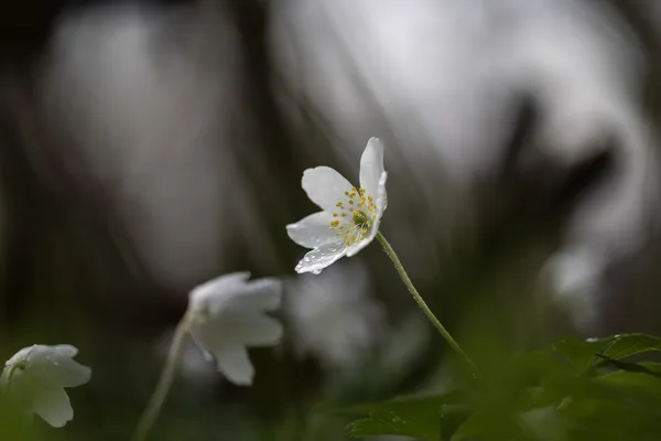 16mrt2026_5873 kopie