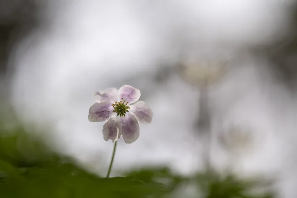 24mrt2026_6244 kopie