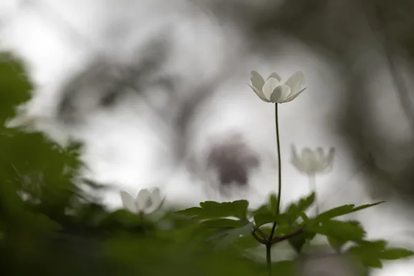 24mrt2026_6240 kopie